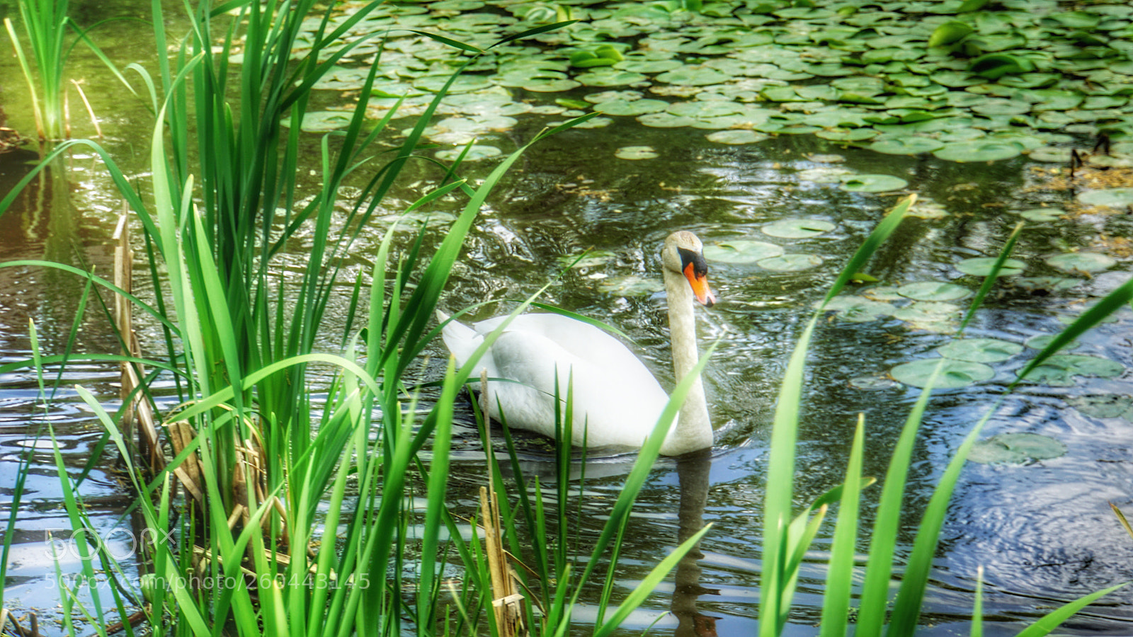 Sony a6000 sample photo. Swan in a pond photography