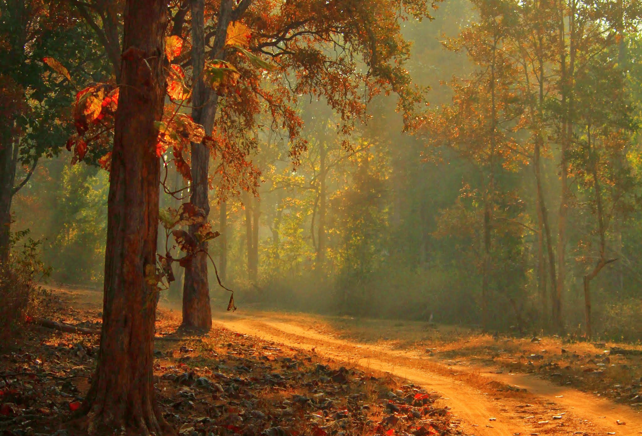 Canon EOS 650D (EOS Rebel T4i / EOS Kiss X6i) sample photo. Road inside a forest photography