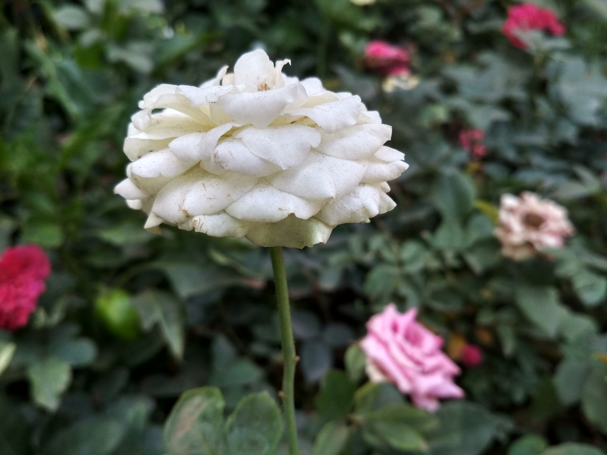 Xiaomi Redmi 4 Pro sample photo