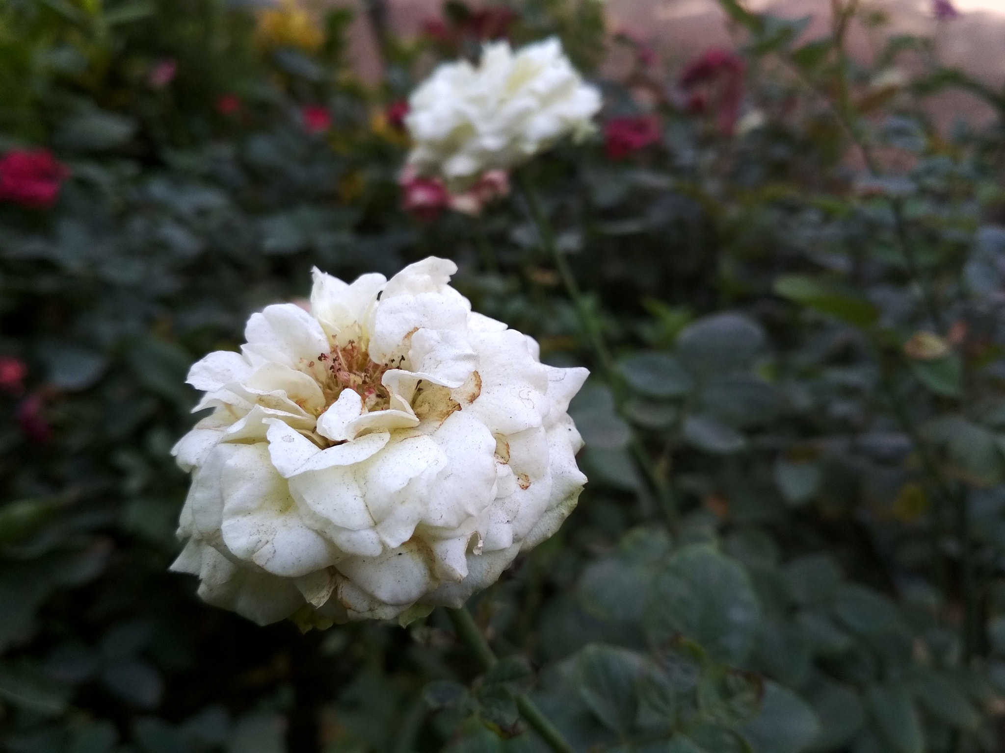 Xiaomi Redmi 4 Pro sample photo