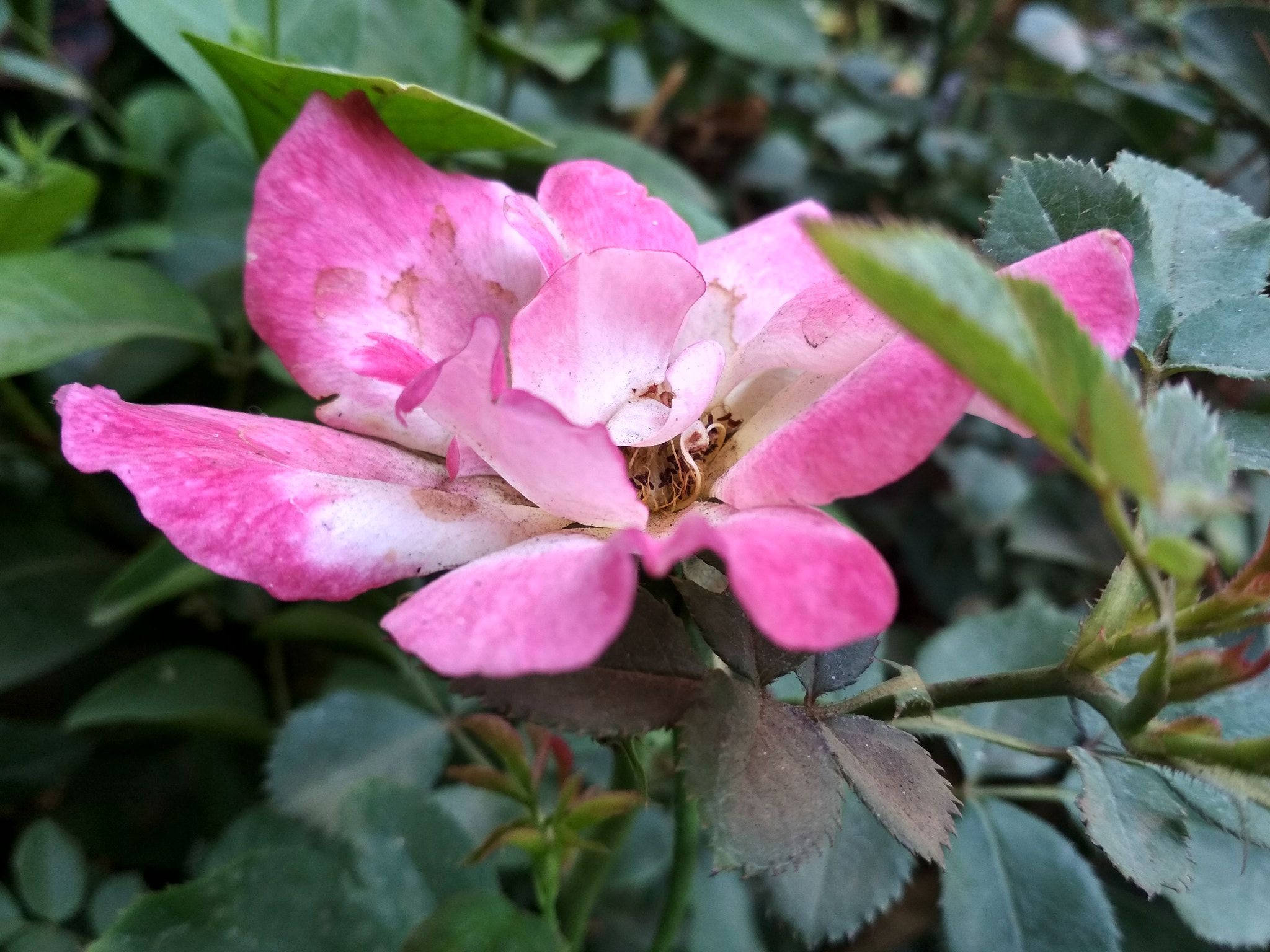Xiaomi Redmi 4 Pro sample photo