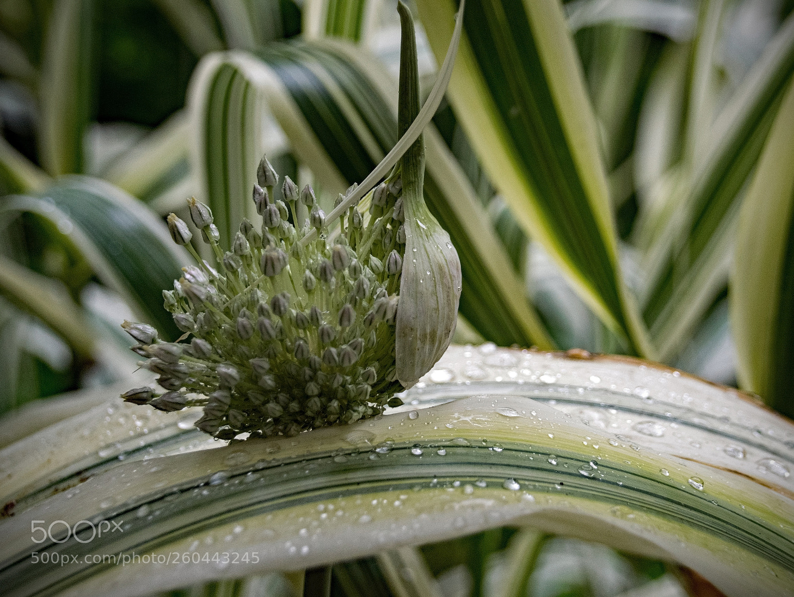 Nikon D5300 sample photo. Rain at lost corner photography