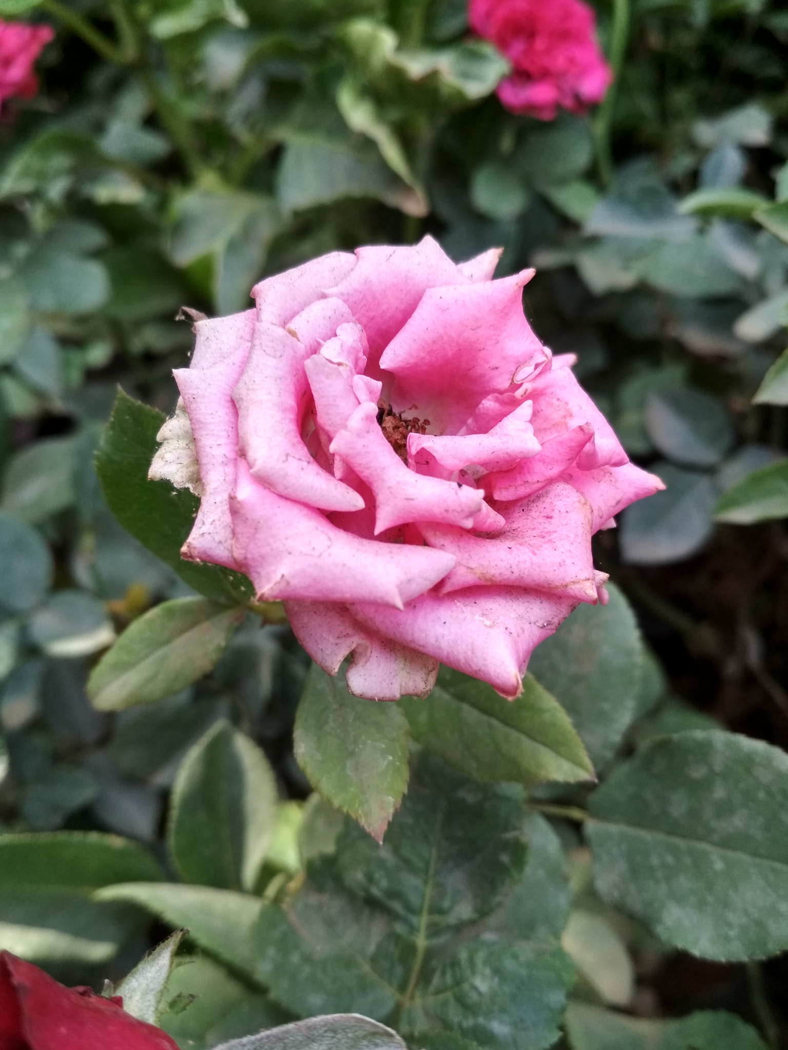 Xiaomi Redmi 4 Pro sample photo