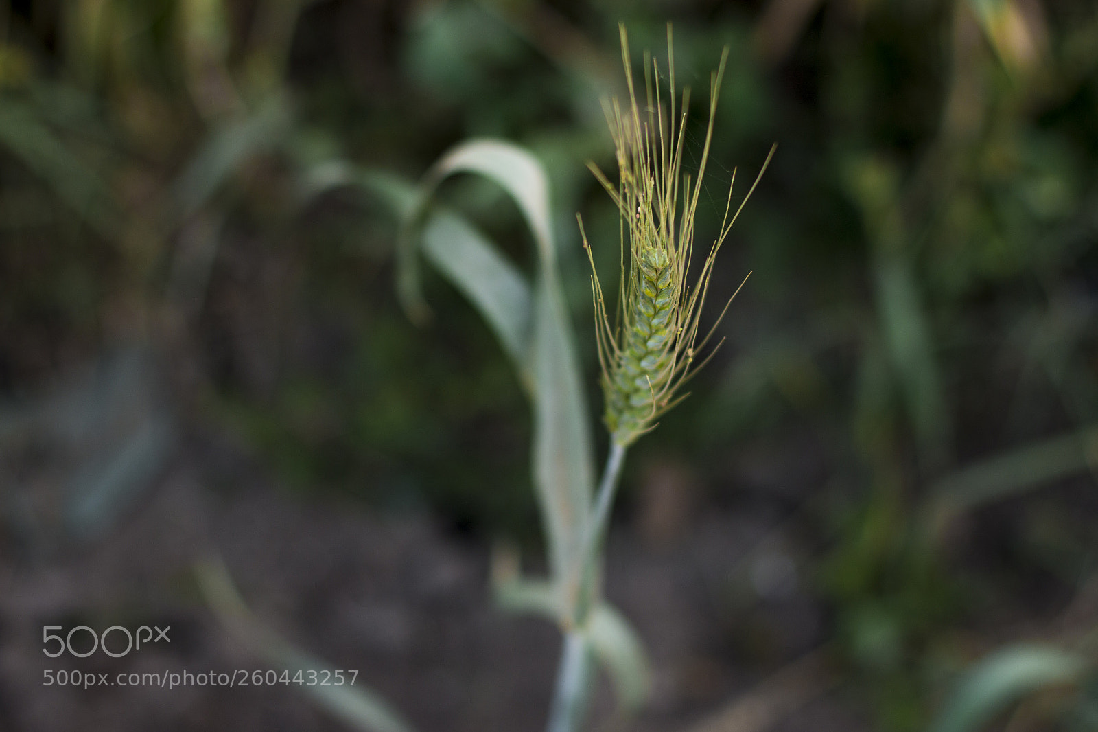Canon EOS 70D sample photo. Img photography
