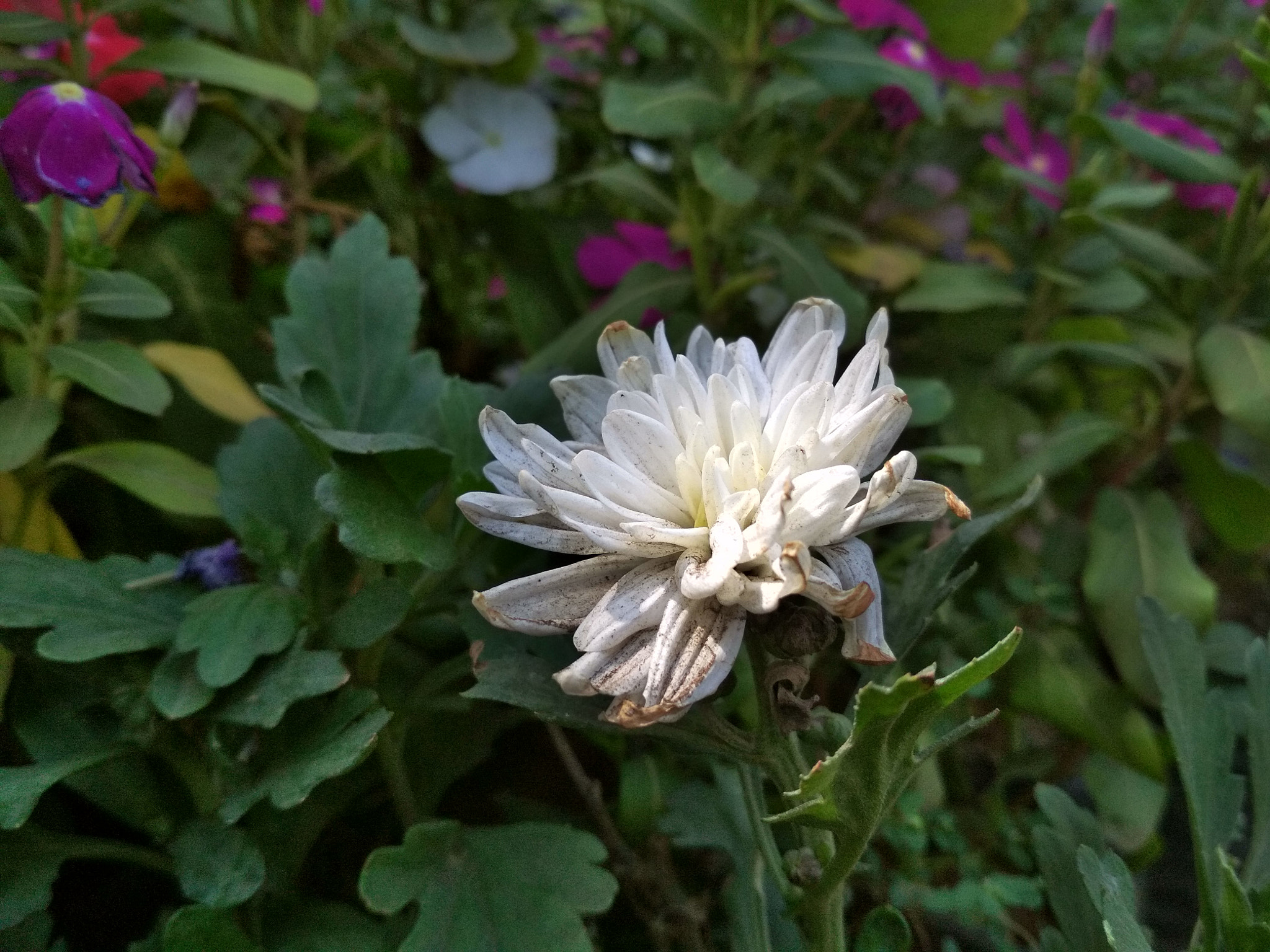 Xiaomi Redmi 4 Pro sample photo