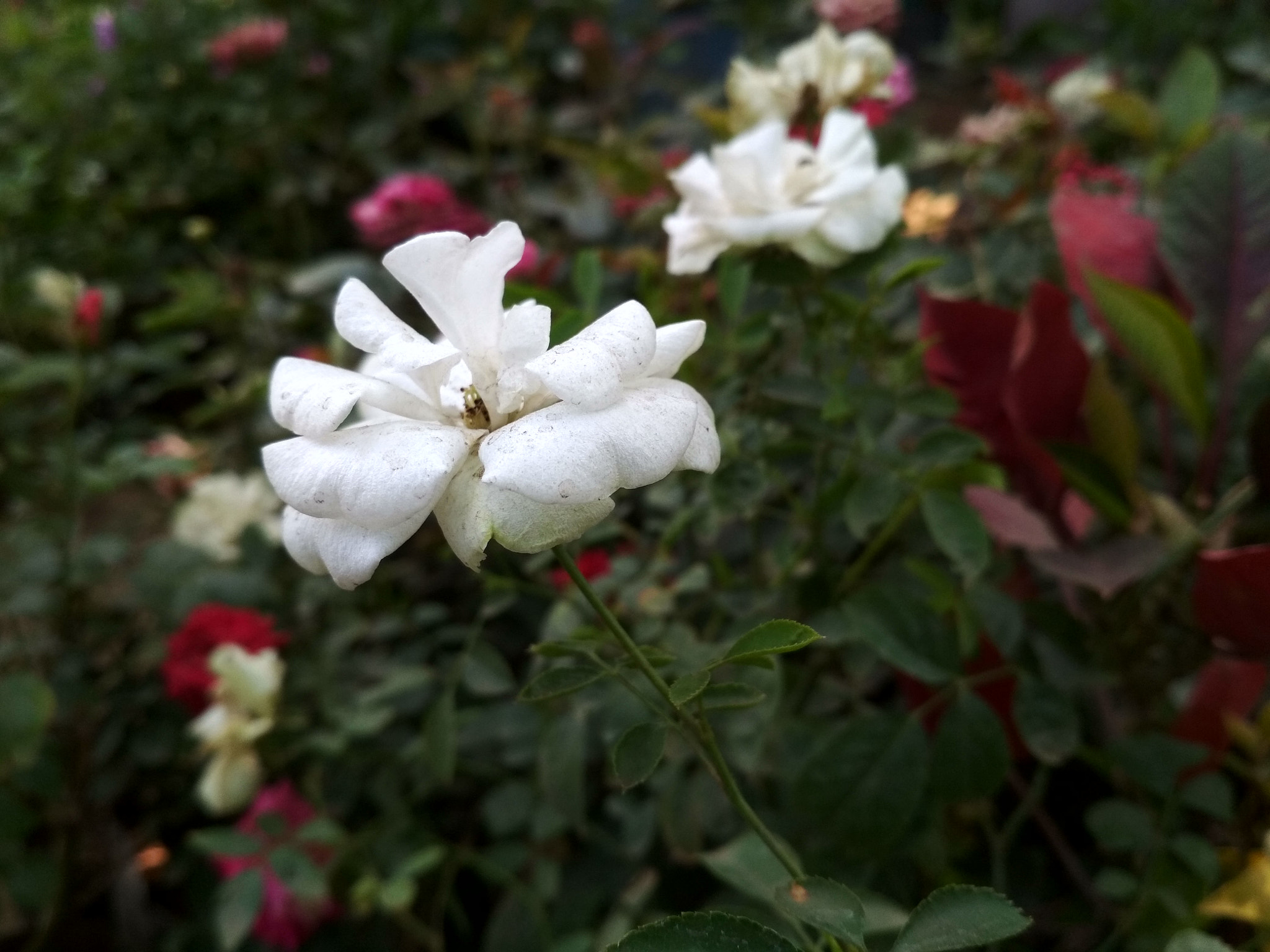 Xiaomi Redmi 4 Pro sample photo