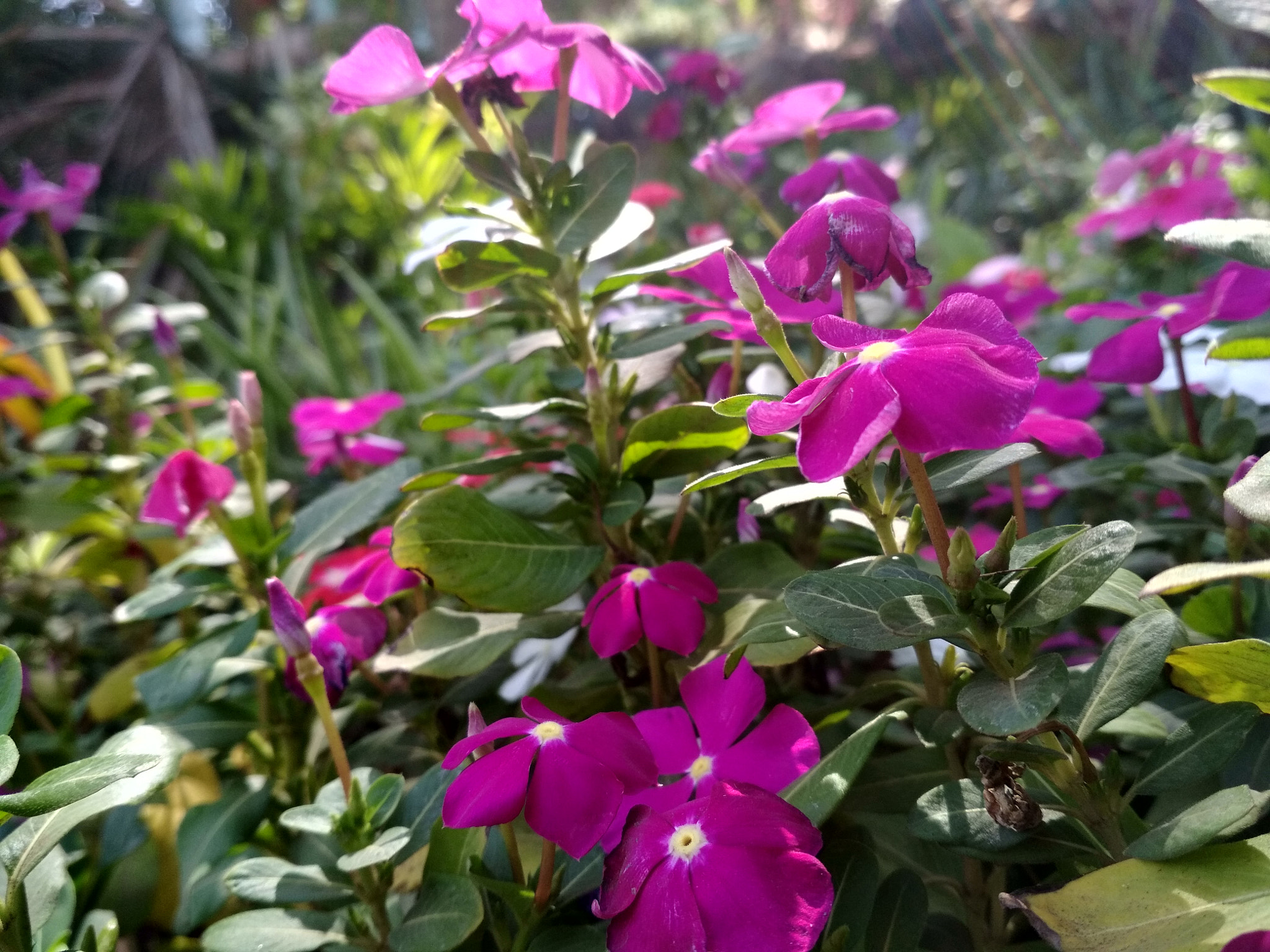 Xiaomi Redmi 4 Pro sample photo