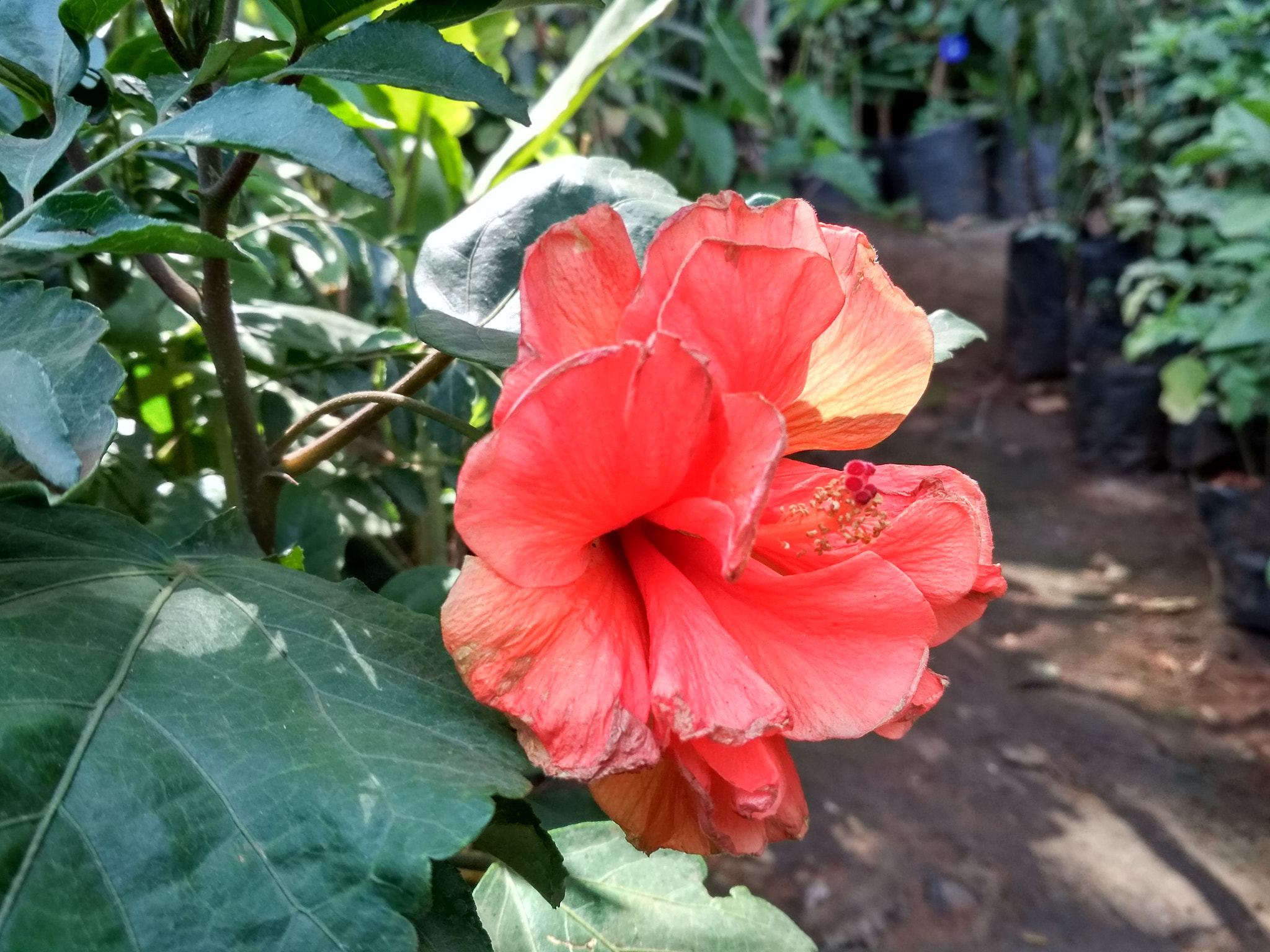 Xiaomi Redmi 4 Pro sample photo