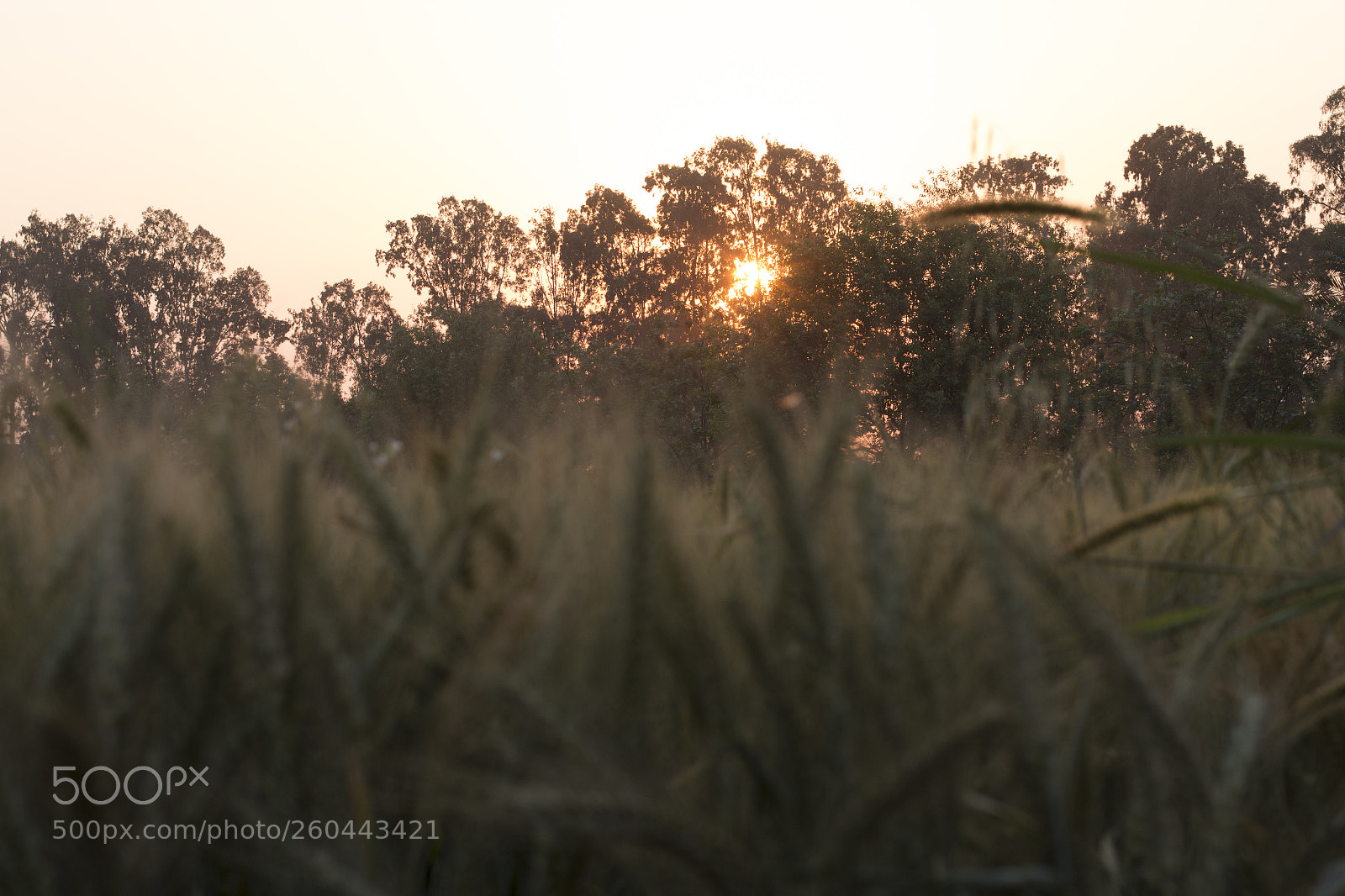Canon EOS 70D sample photo. Img photography
