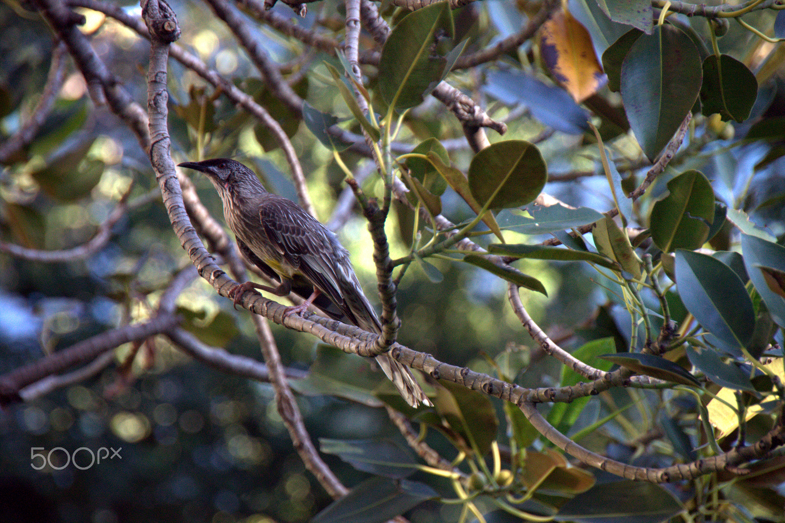 Canon EOS 500D (EOS Rebel T1i / EOS Kiss X3) sample photo. Red wattlebird photography