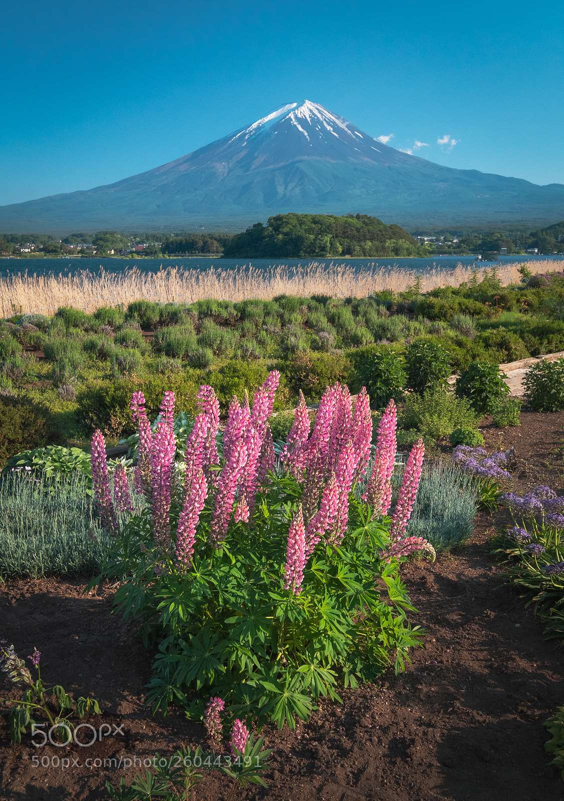 Fujifilm X-T20 sample photo. Lupine flowers photography
