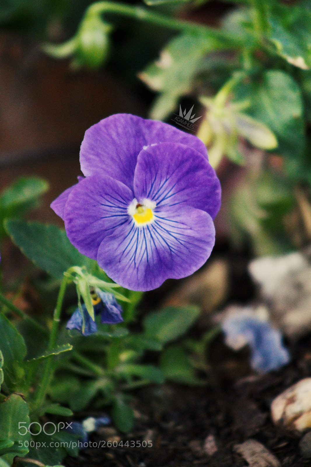 Canon EOS 1300D (EOS Rebel T6 / EOS Kiss X80) sample photo. Img photography