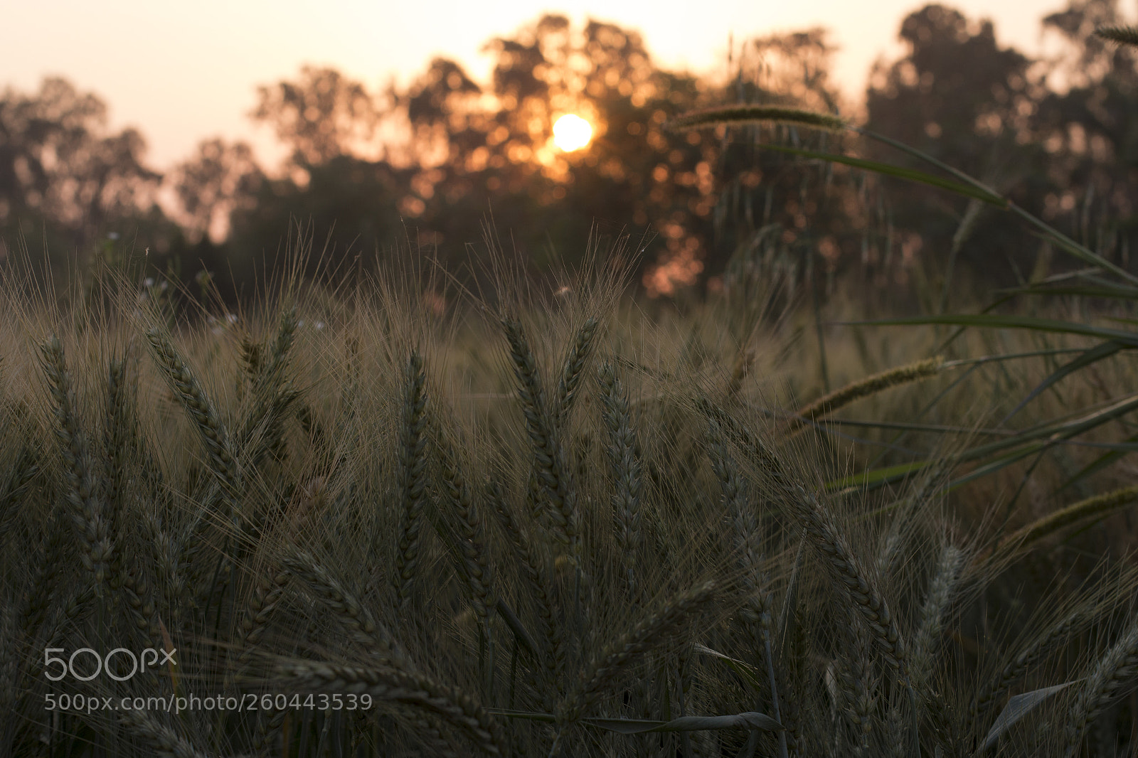 Canon EOS 70D sample photo. Img photography