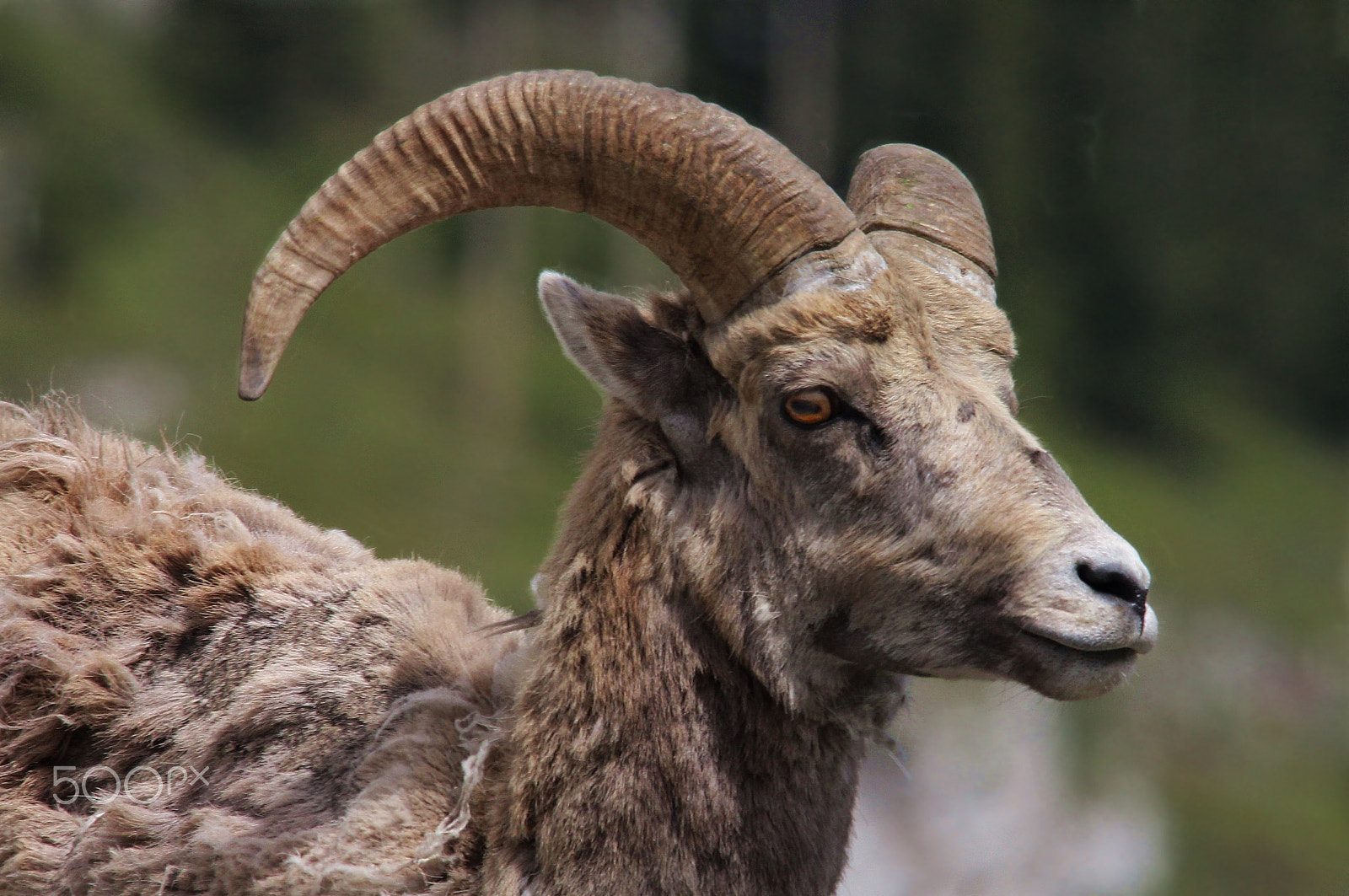 Canon EOS 600D (Rebel EOS T3i / EOS Kiss X5) + Sigma 150-500mm F5-6.3 DG OS HSM sample photo. #0510- rocky mountain bighorn photography