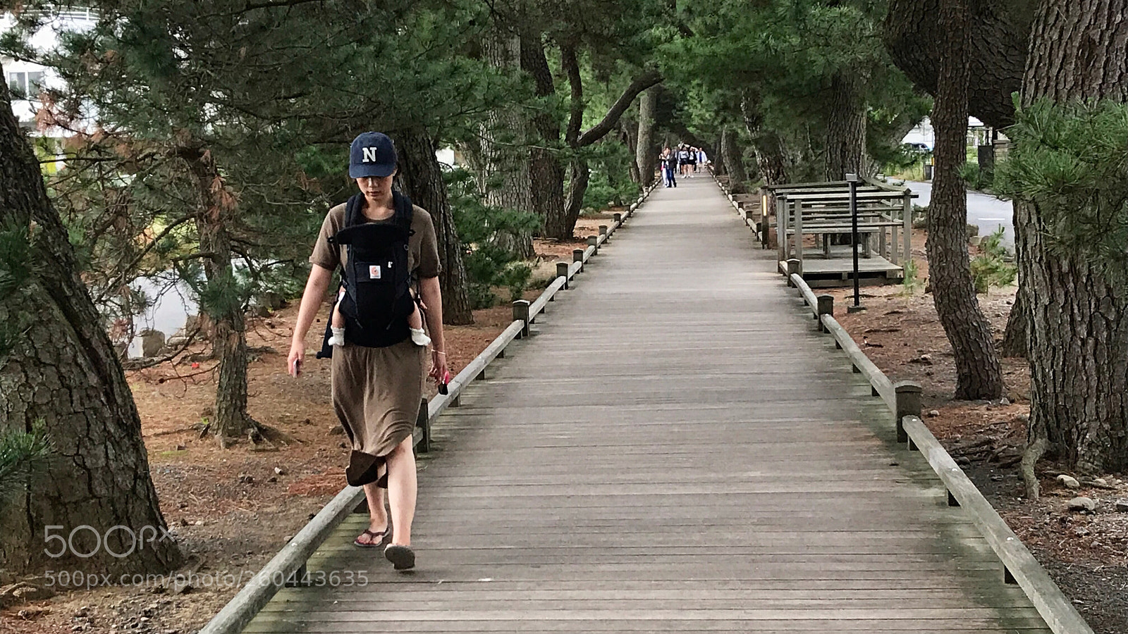 Apple iPhone 7 sample photo. Footway in pine forest 松林的步道 photography