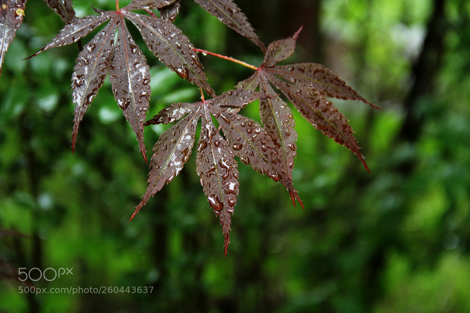 Canon EF-S 18-135mm F3.5-5.6 IS sample photo. Rainy day japanese maple photography