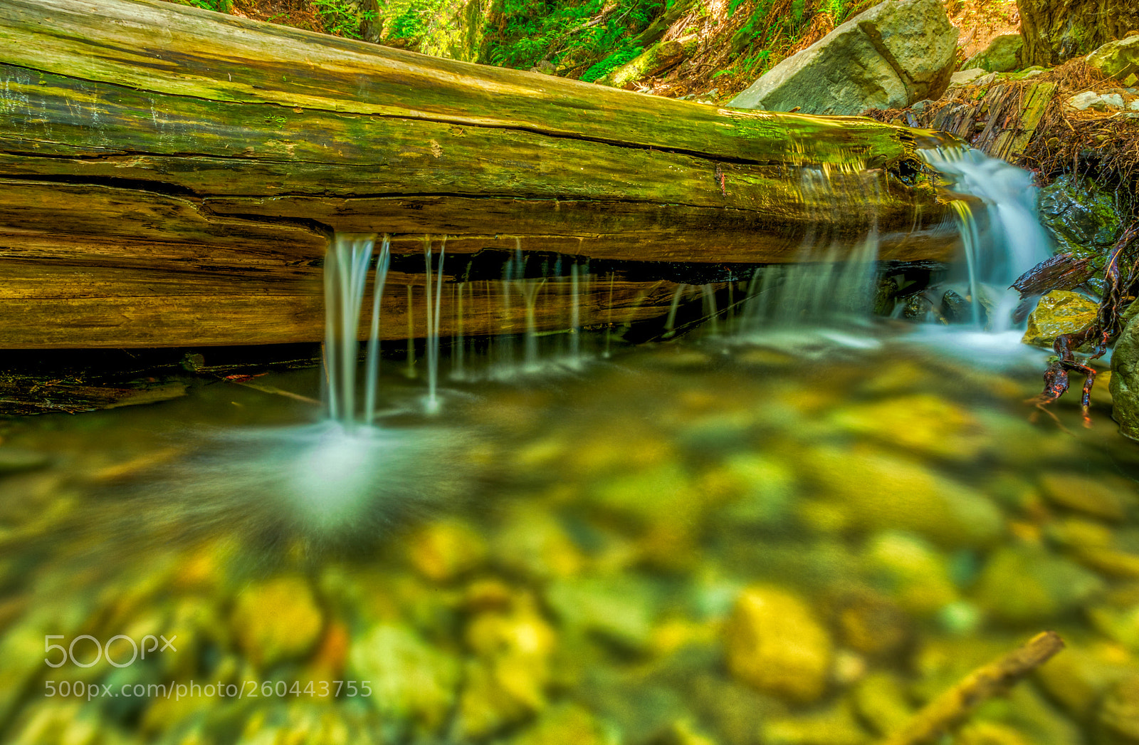 Pentax K-3 II sample photo. Muir woods photography