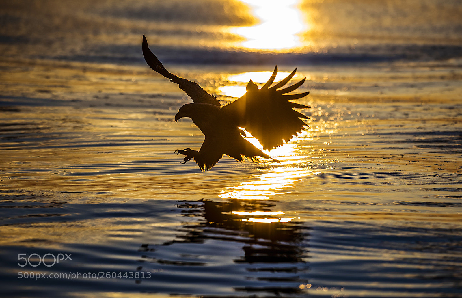 Nikon D810 sample photo. Ssunrise and hunting photography