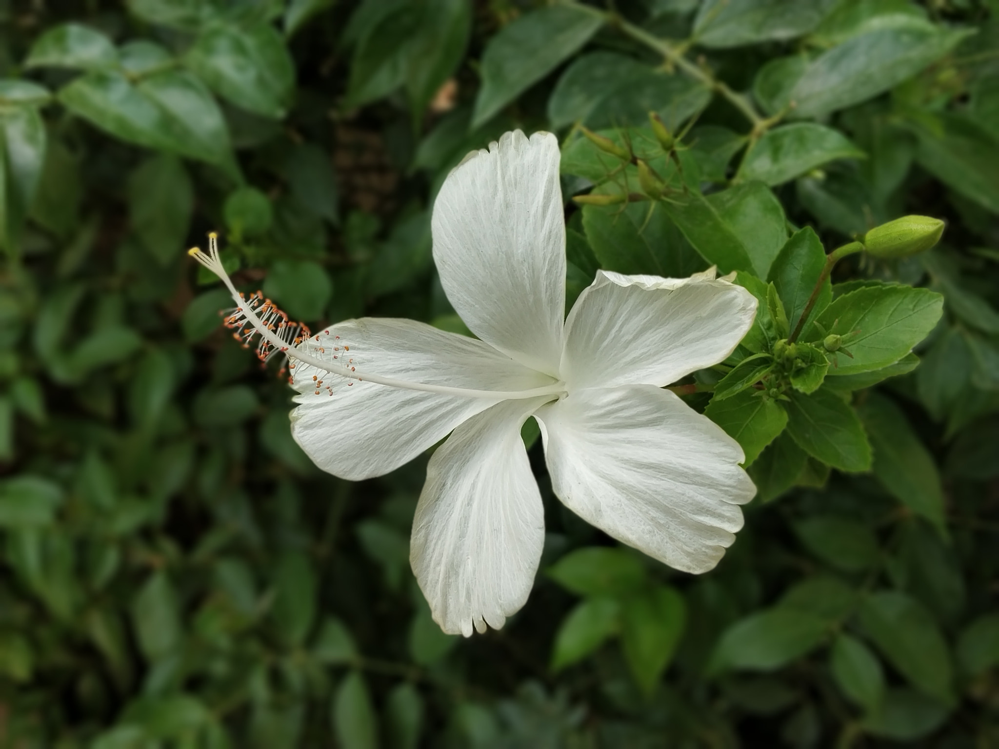 Xiaomi Redmi Note 5 Pro sample photo