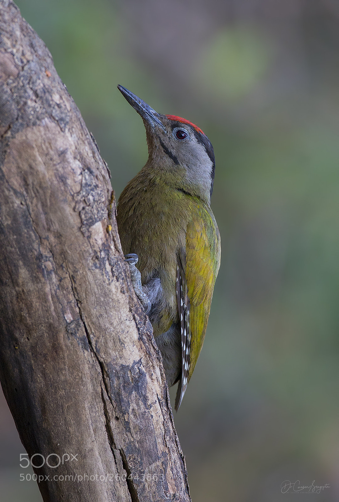 Canon EOS-1D X sample photo. Grey-headed woodpecker photography