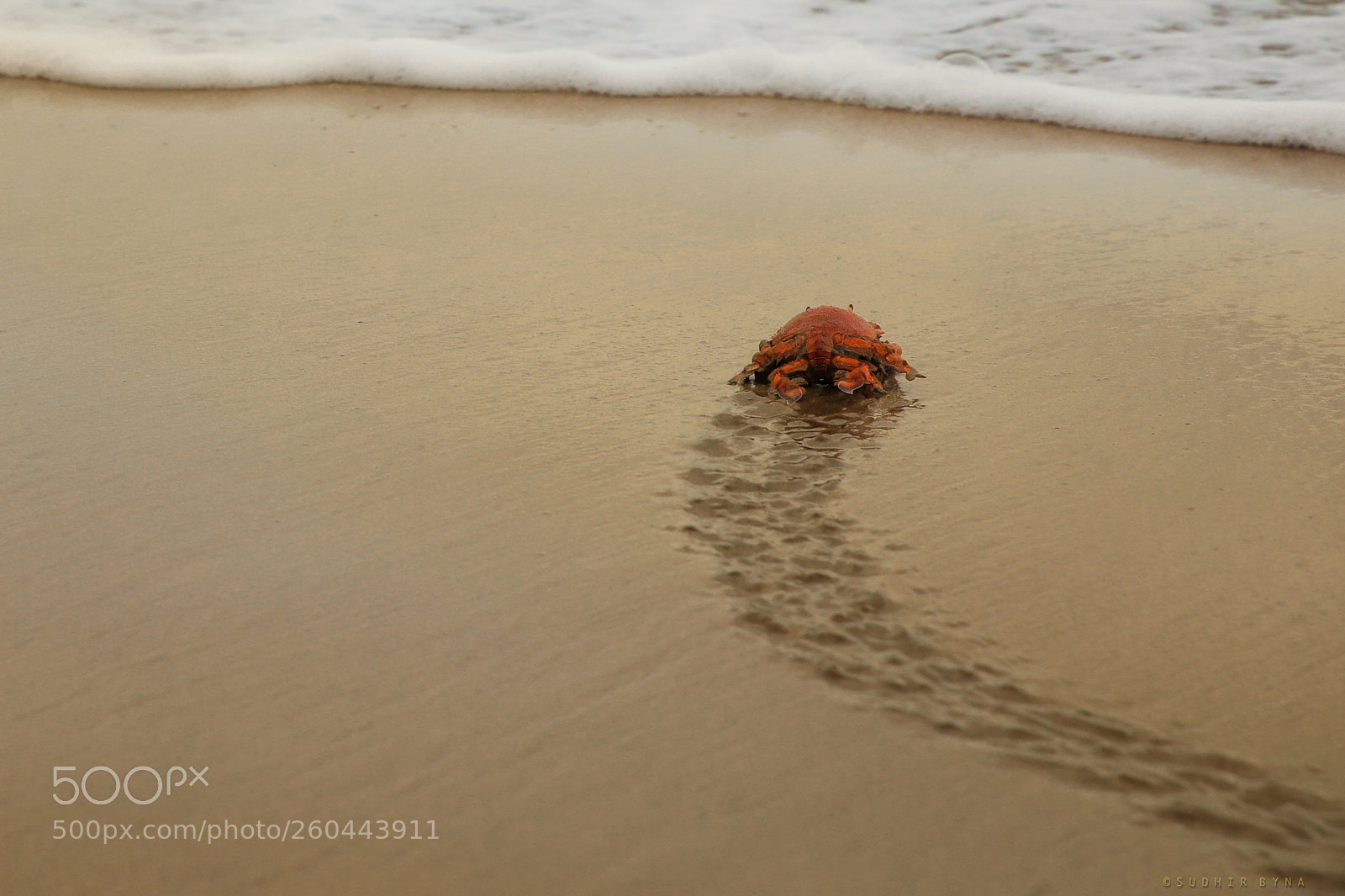 Canon EOS 5D Mark IV sample photo. Chase the wave, crabb! photography