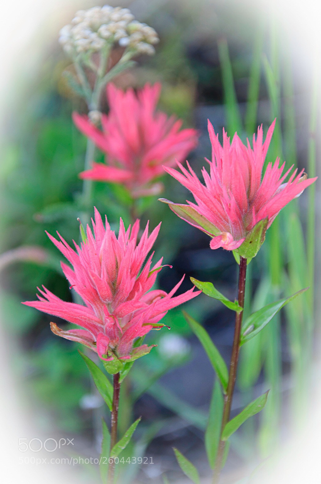Nikon D90 sample photo. Indian paintbrush- c ac photography
