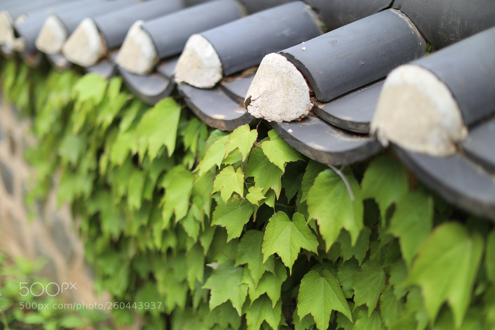 Canon EOS 5D Mark IV sample photo. The ivy on the photography