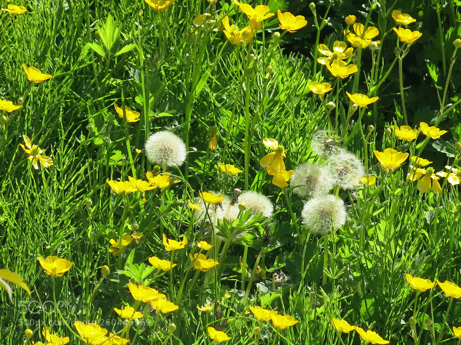 Canon PowerShot G15 sample photo. Img 2703-0.jpg summer is photography