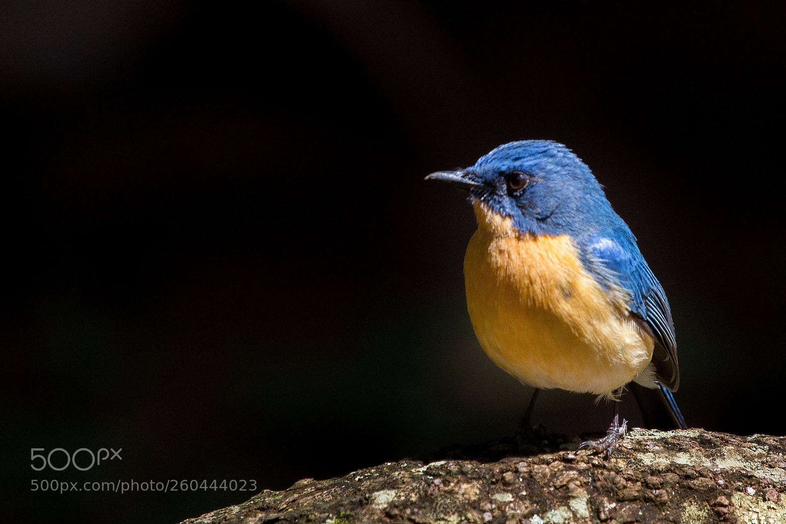Canon EOS 6D sample photo. Tickell's blue flycatcher cyornis photography
