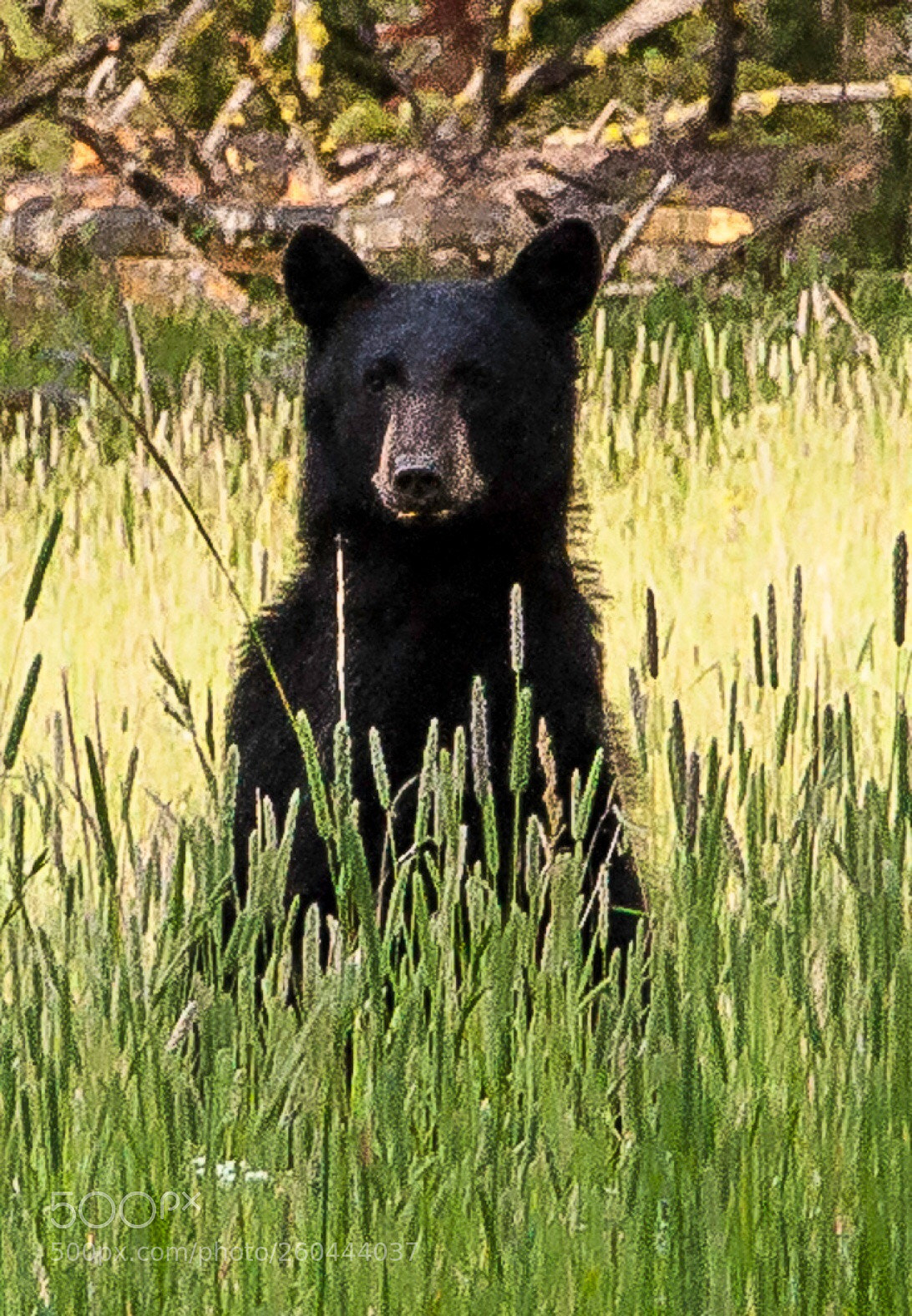 Nikon D90 sample photo. Spring black bear c photography