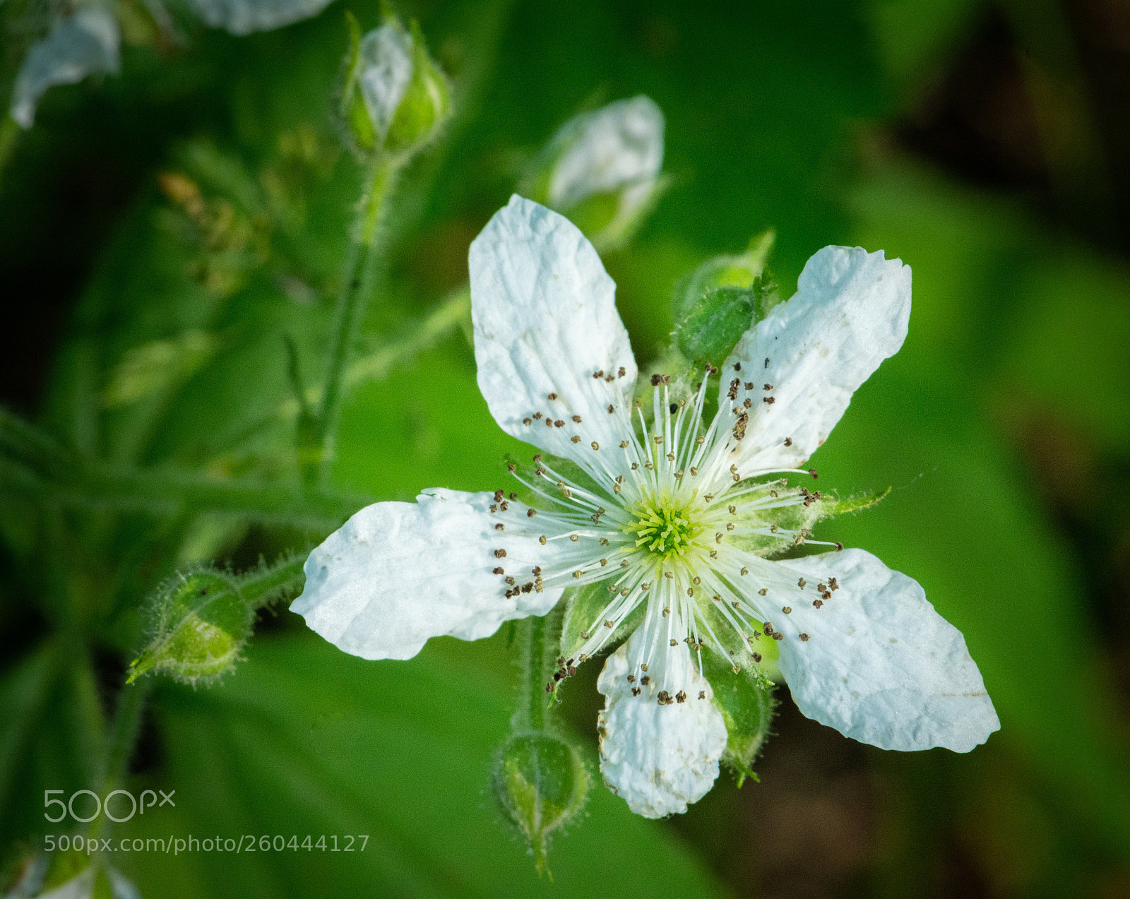 Nikon D7100 sample photo. Spring flower photography