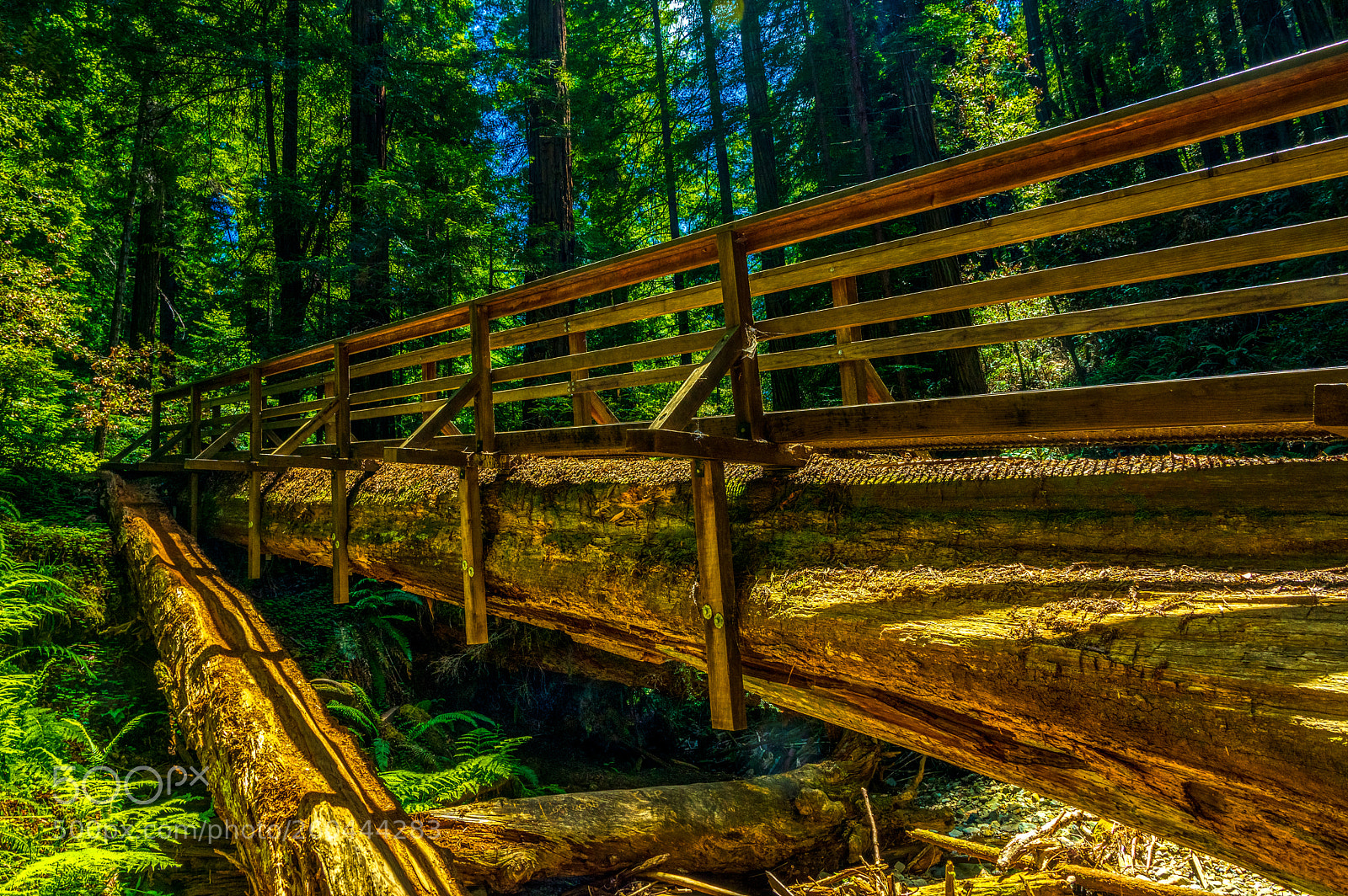 Pentax K-3 II sample photo. Muir woods photography