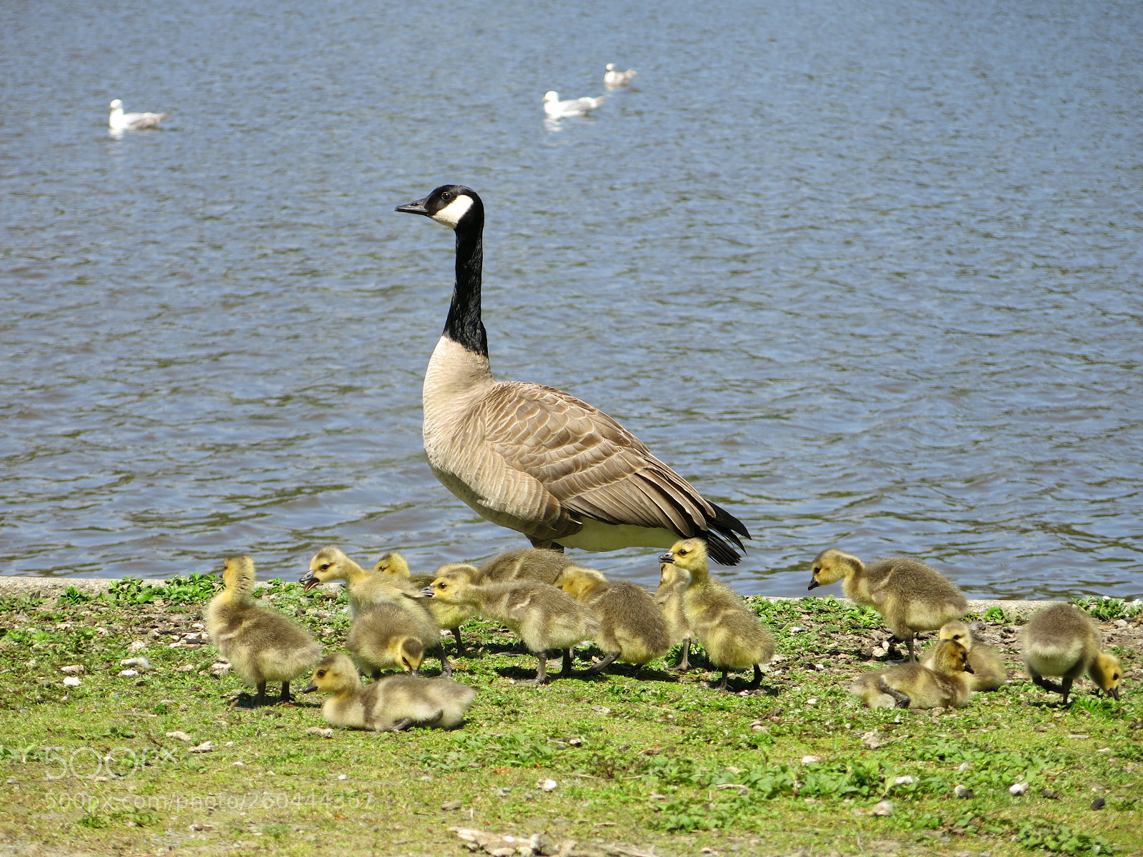 Canon PowerShot G15 sample photo. Img 2591-0.jpg big goose photography