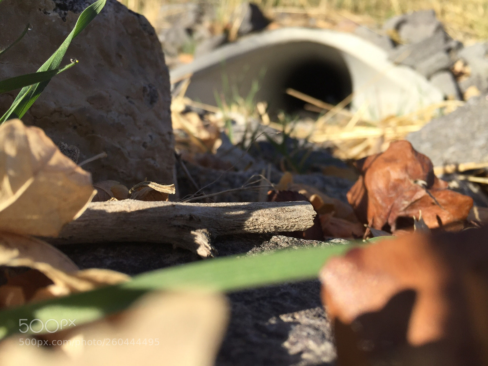Apple iPhone 6 sample photo. Untitled photography