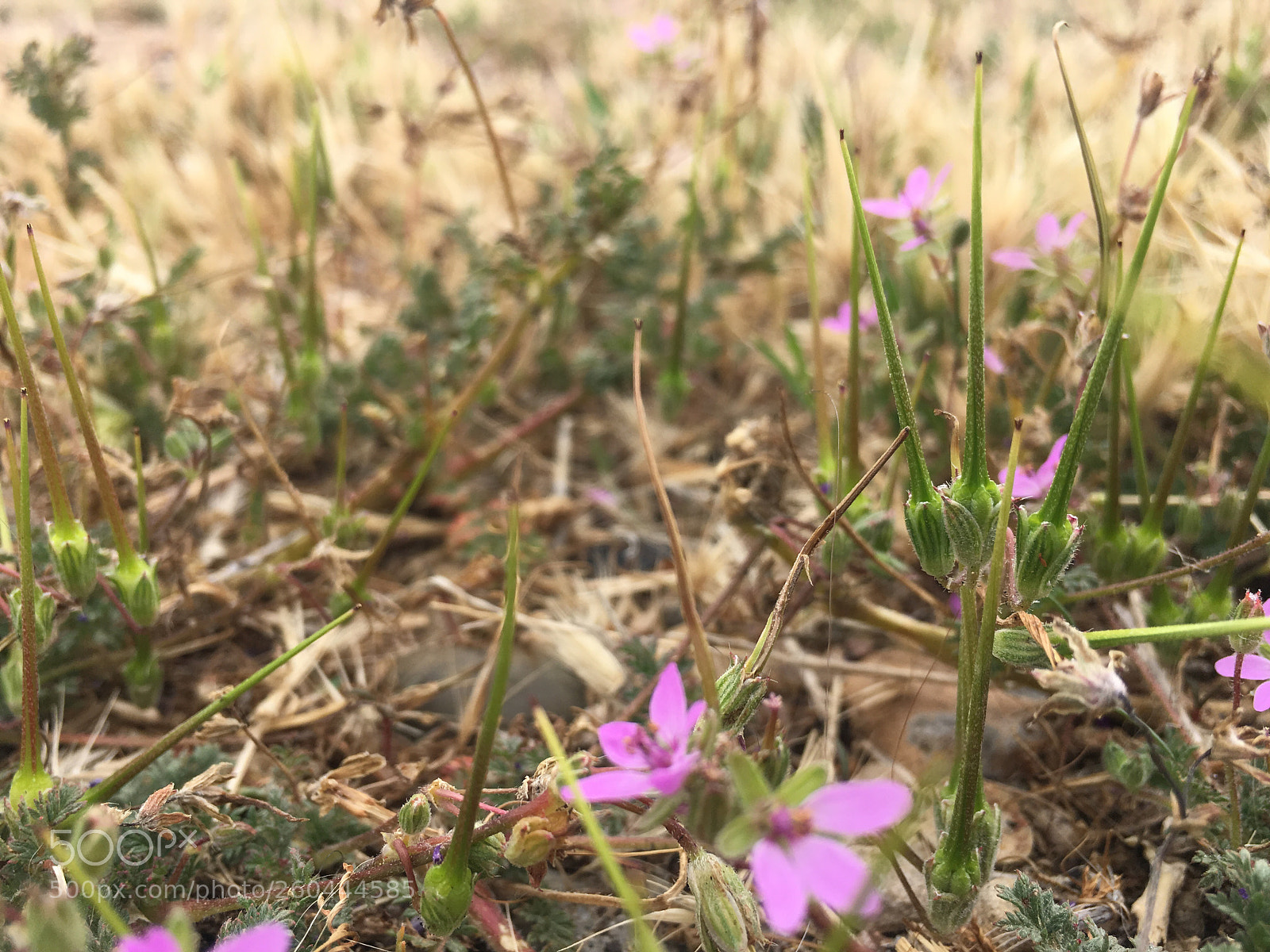 Apple iPhone 6s Plus sample photo. Untitled photography