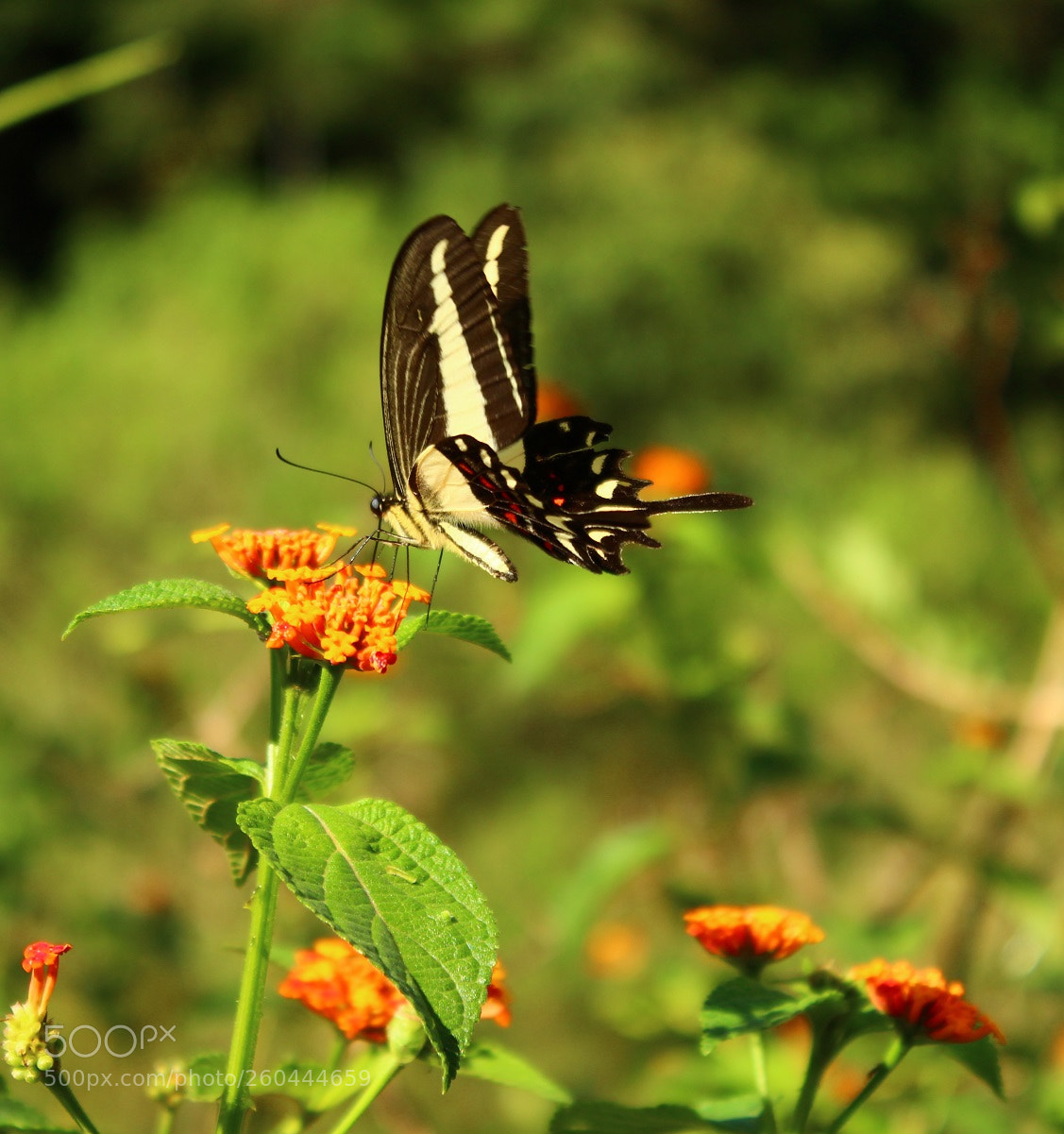 Canon EOS 1300D (EOS Rebel T6 / EOS Kiss X80) sample photo. Heraclides hectorides photography