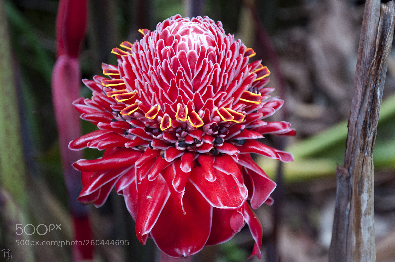 Nikon D90 sample photo. Flower photography