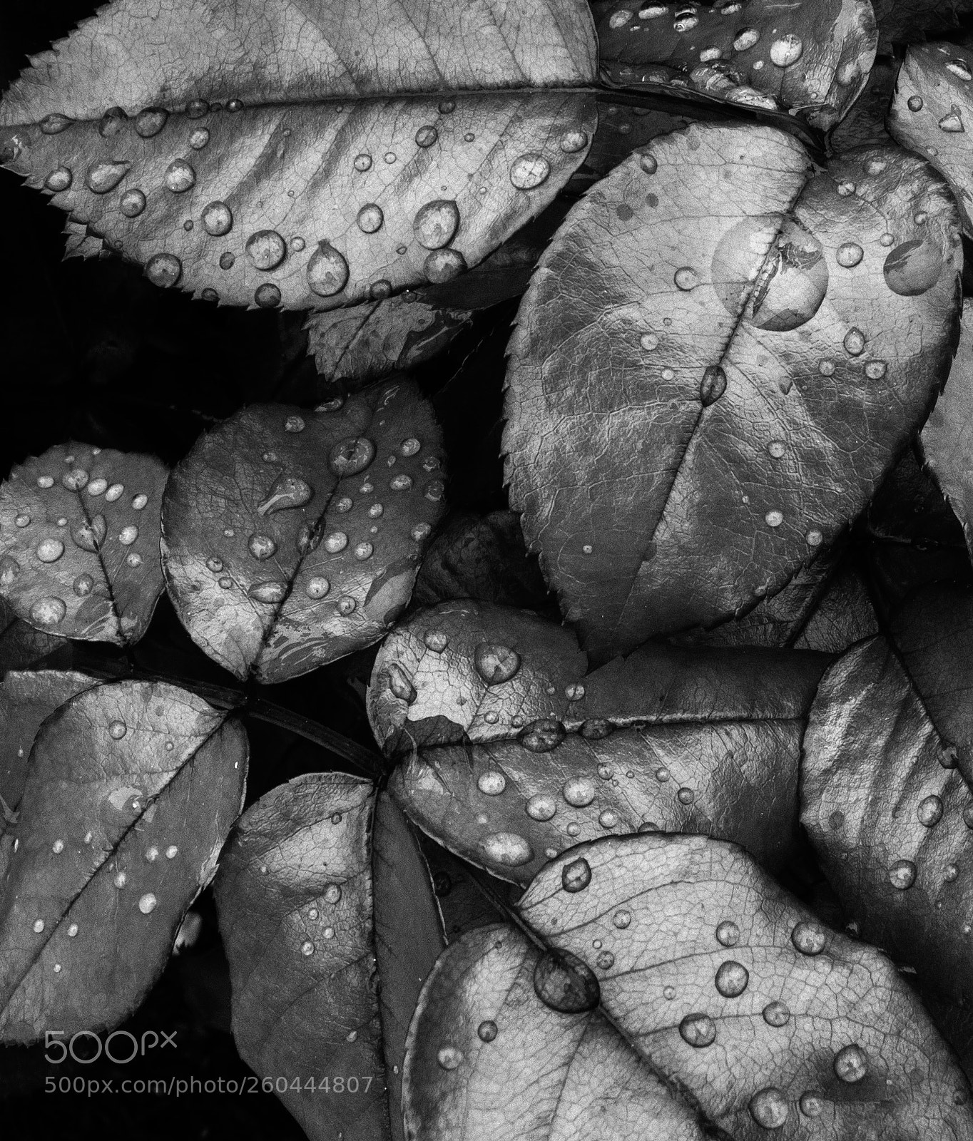 Canon EOS 750D (EOS Rebel T6i / EOS Kiss X8i) sample photo. Beautiful world bw photography