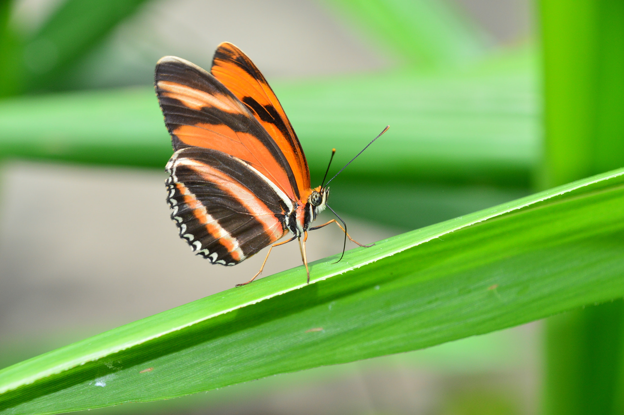 Nikon D3200 sample photo. Closeup photography
