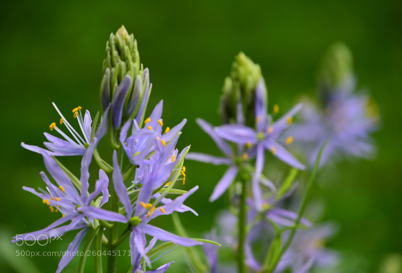Nikon D7200 sample photo. Lightness photography