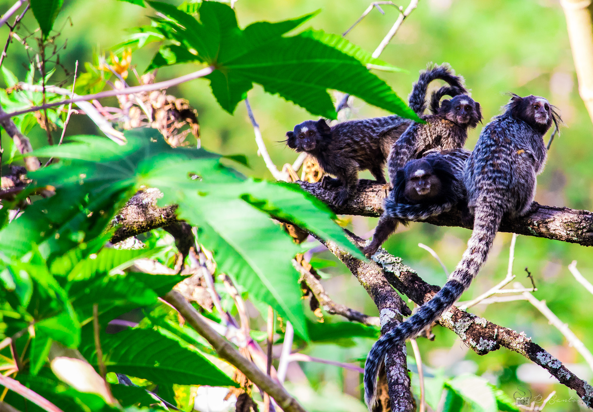 Canon EOS 800D (EOS Rebel T7i / EOS Kiss X9i) sample photo. Callithrix penicillata - family of marmosets photography