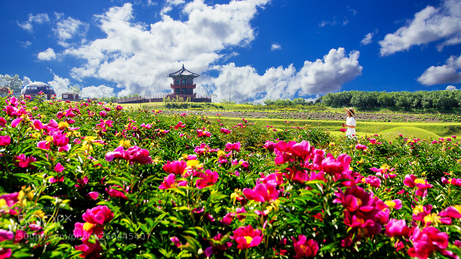 Nikon D810 sample photo. Peony flower blooming scenery photography