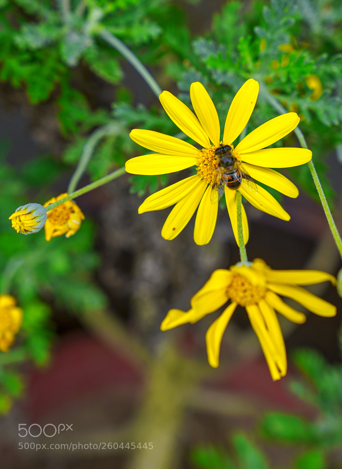 Sony a7R III sample photo. Flower friend photography