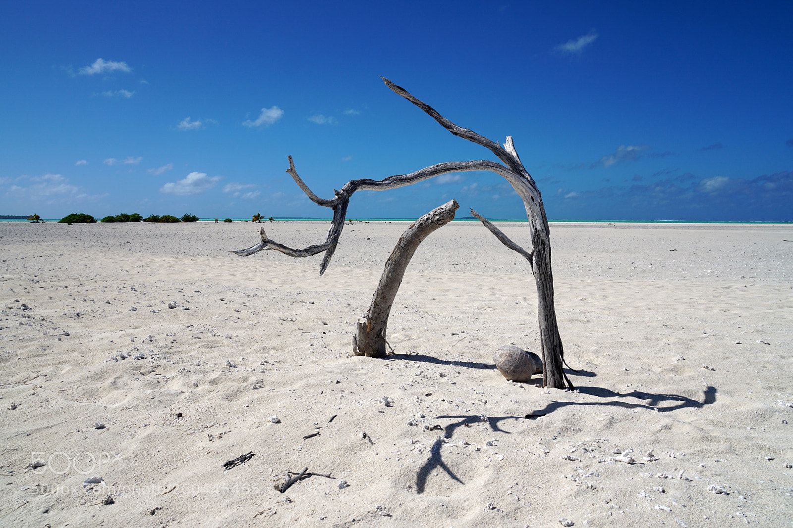 Sony a6300 sample photo. Coconut desert photography