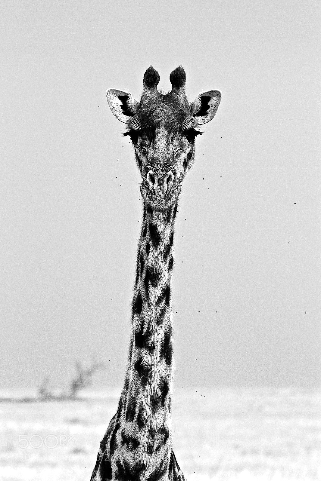 Canon EOS 7D sample photo. Giraffe in b&w photography