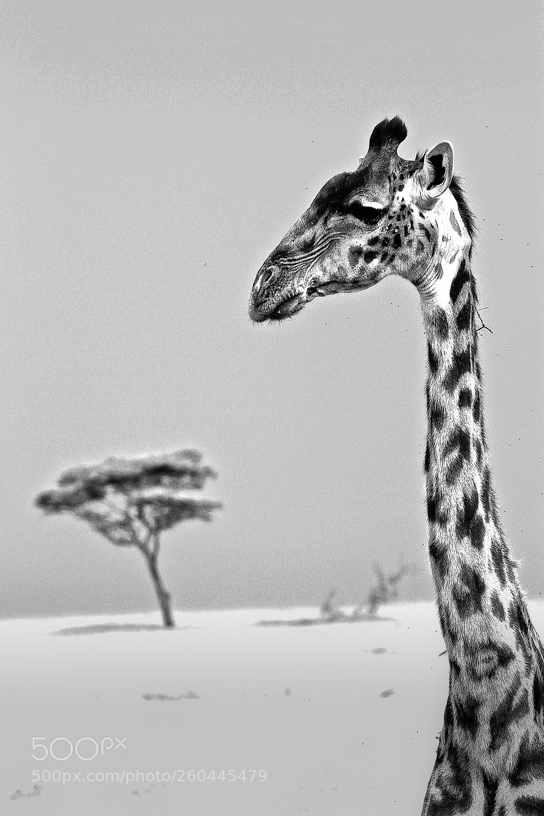 Canon EOS 7D sample photo. Giraffe in b&w photography