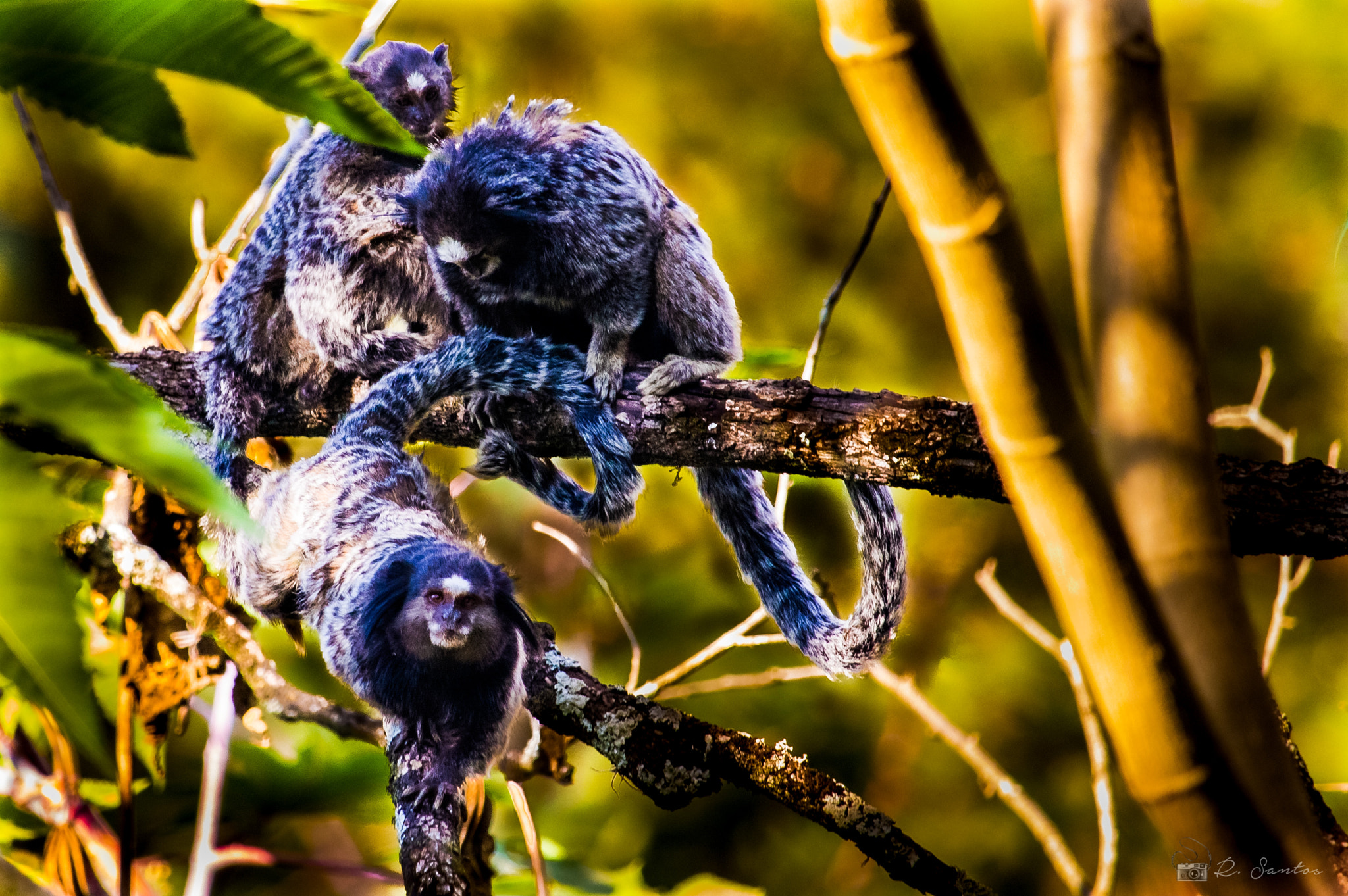 Canon EOS 800D (EOS Rebel T7i / EOS Kiss X9i) sample photo. Callithrix penicillata - family of marmosets photography