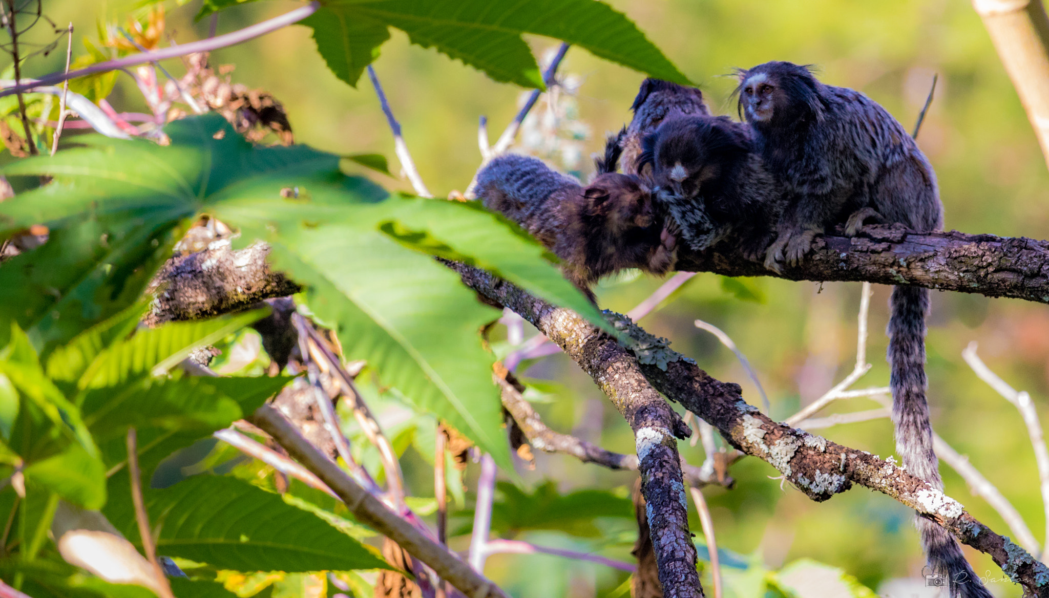 Canon EOS 800D (EOS Rebel T7i / EOS Kiss X9i) sample photo. Callithrix penicillata - family of marmosets photography