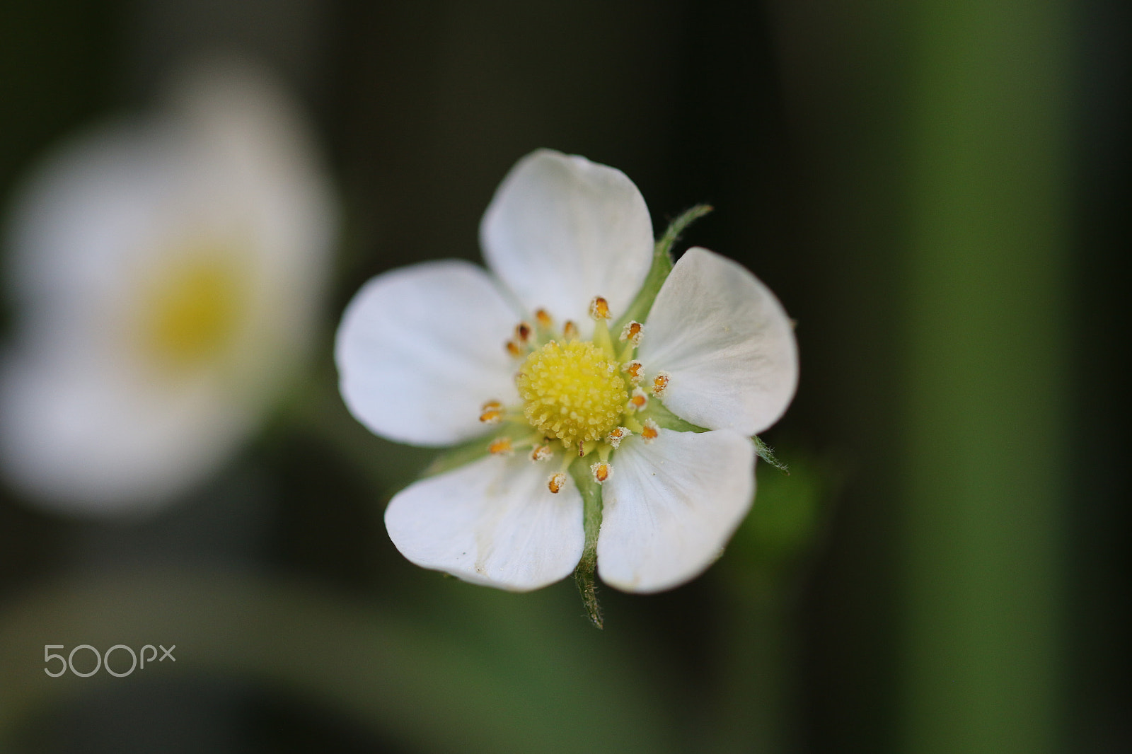 Canon EOS 70D + Canon EF 100mm F2.8L Macro IS USM sample photo. Wild strawberries photography