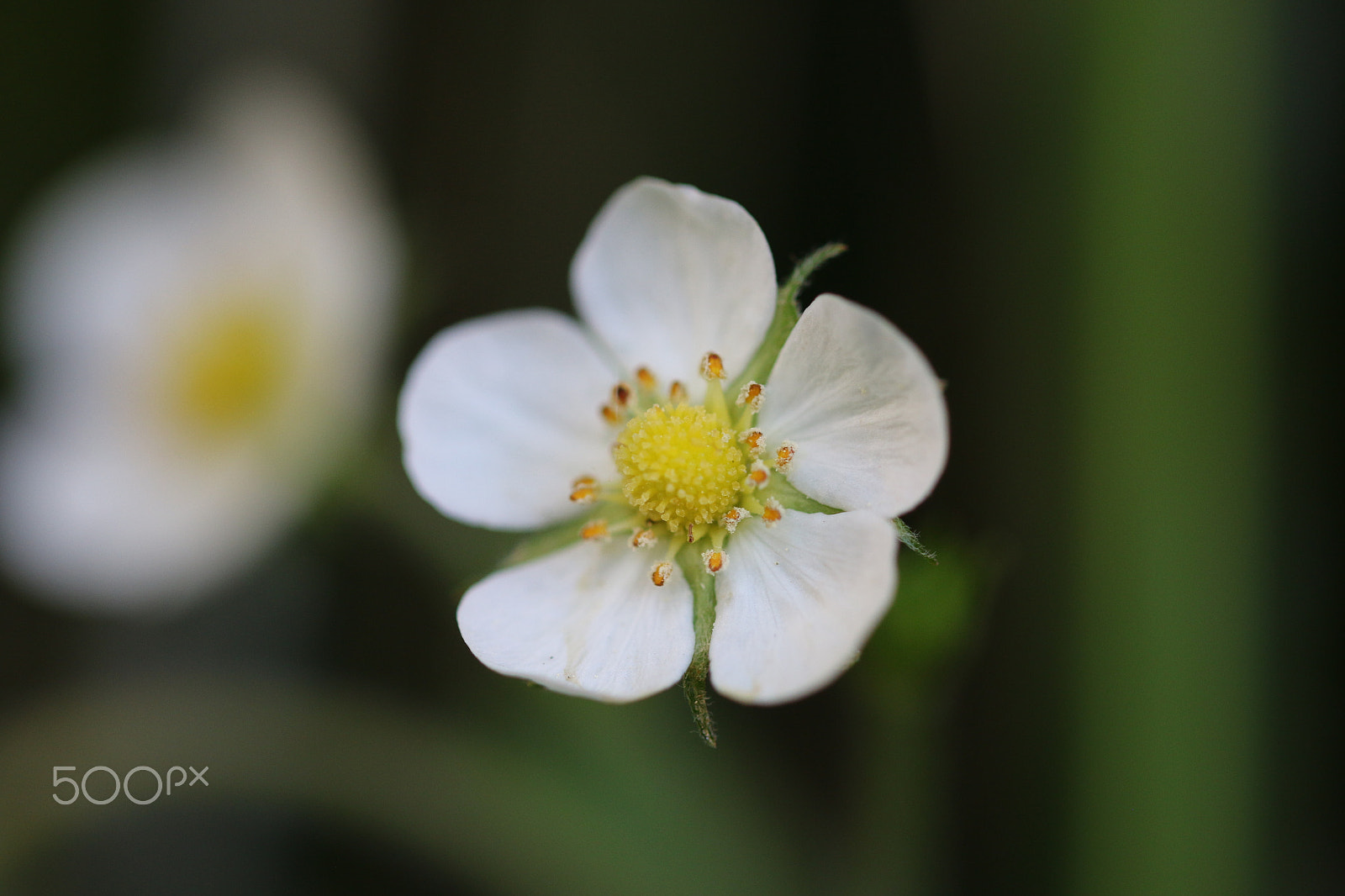 Canon EF 100mm F2.8L Macro IS USM sample photo. Wild strawberries photography